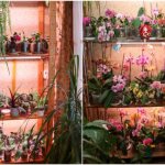 Vodka, cinnamon, soft light - what else do orchids love? Florist secrets 