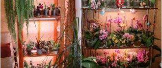 Vodka, cinnamon, soft light - what else do orchids love? Florist secrets 