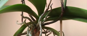 Aerial roots of an orchid