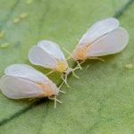 Pests of indoor plants. Photo and name, how to fight 