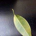 Pests of Ficus Benjamin foliage