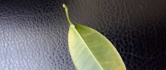 Pests of Ficus Benjamin foliage