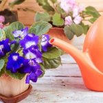 &#39;All the secrets of growing violets &quot;Wedding Bouquet&quot;&#39; width=&quot;400