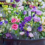 Growing eustoma - complete technology: from seedlings to planting in the ground