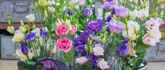 Growing eustoma - complete technology: from seedlings to planting in the ground