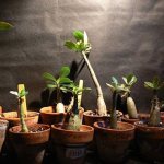 growing adenium from seeds