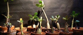 growing adenium from seeds