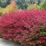 Growing euonymus in a summer cottage