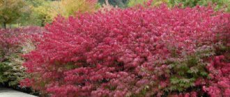 Growing euonymus in a summer cottage