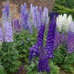 Growing delphiniums, reproduction and care