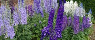 Growing delphiniums, reproduction and care