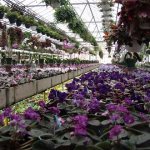 Growing violets in greenhouses