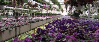 Growing violets in greenhouses