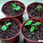 Growing Geranium from Seeds