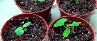 Growing Geranium from Seeds