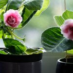 growing gloxinia from seeds at home