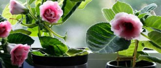 growing gloxinia from seeds at home