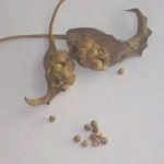 vyrashchivanie kall iz semyan v domashnih usloviyah 10 - What to do with calla lily seeds after flowering