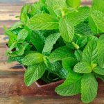 Growing mint at home on a windowsill