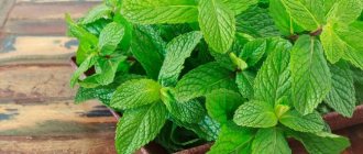 Growing mint at home on a windowsill