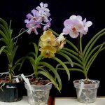 Growing vanda orchid in a pot with substrate photo