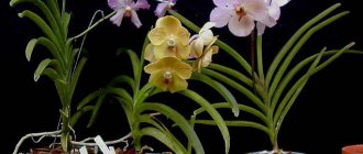 Growing vanda orchid in a pot with substrate photo