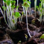 Growing flower seedlings