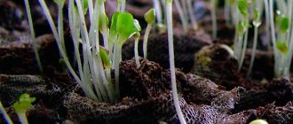 Growing flower seedlings