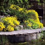 Growing rock alyssum from seeds: golden rules