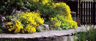 Growing rock alyssum from seeds: golden rules