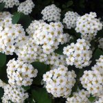 Growing spirea Wangutta in open ground