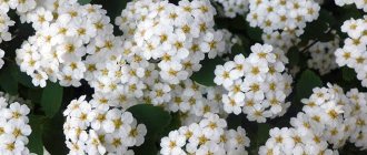 Growing spirea Wangutta in open ground