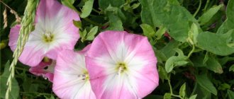 field bindweed photo