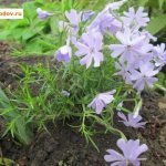 I chose a great planting site for phlox - a stump