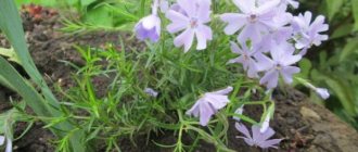 I chose a great planting site for phlox - a stump