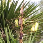 Berry yucca