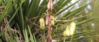 Berry yucca