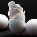 Eggshells as fertilizer for plants and gardens