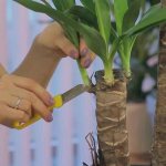 Yucca: propagation at home by shoots, seeds, shoots, top