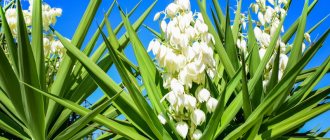 Yucca garden