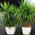 yucca at home care