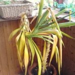 Yucca leaves turn yellow and dry, what to do