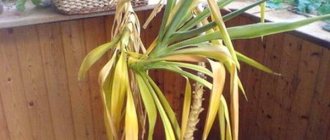 Yucca leaves turn yellow and dry, what to do