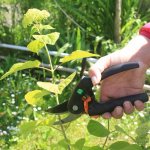 Harvesting green hydrangea cuttings