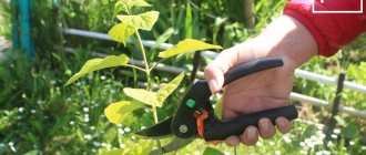 Harvesting green hydrangea cuttings