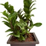 Zamioculcas zenzi photo