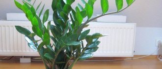 Zamioculcas