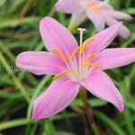 Zephyranthes in the garden