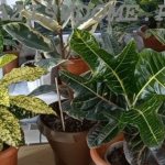 Green corner with different types of crotons