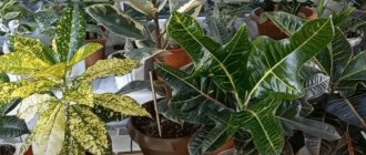 Green corner with different types of crotons